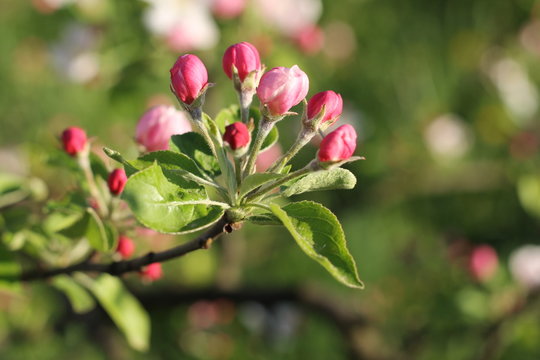 Spring blossom on apple tree in the garden
