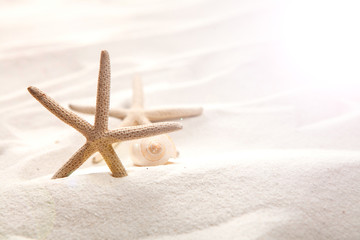 Fototapeta na wymiar starfish on sandy beach, Summer concept