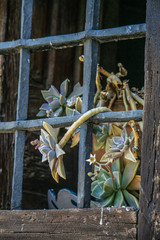 Planta en ventana de hierro y madera
