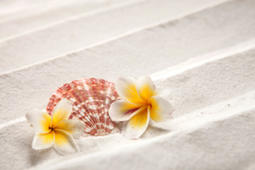 Fototapeta na wymiar Shells on sandy beach, Summer concept