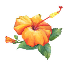 Yellow-red Hibiscus flower. Hand drawn watercolor painting on white background.
