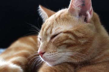 Sleeping Ginger Cat