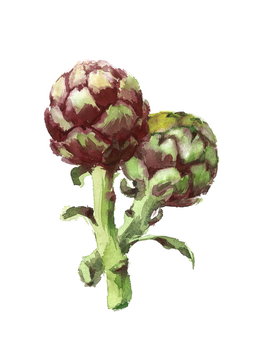 Two Purple Artichokes Watercolor Illustration Hand Painted isolated on white background