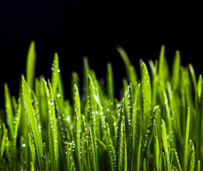 Fototapeta na wymiar sprouts of green wheat grass on black background