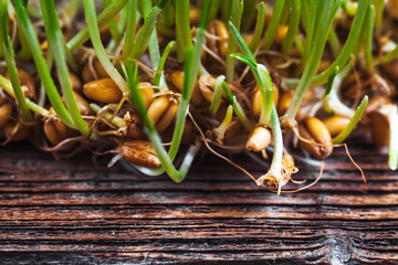 macro of wheat germs