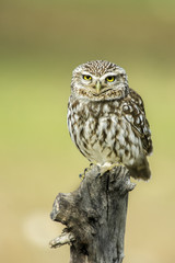 Little owl