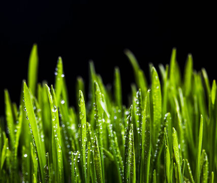 sprouts of green wheat grass on black background