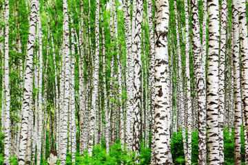 summer in sunny birch forest - 138117665