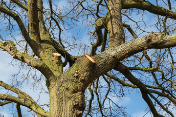 Fototapeta na wymiar large overhanging branches have been cut by a tree surgeon, arborist, living the stumps where the branches were and rings can be seen in the wood.
