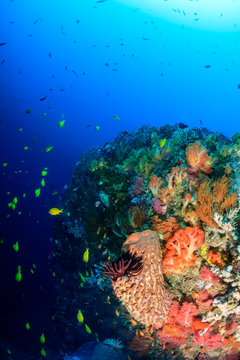 A deep wall covered in sponges and color on a tropical coral reef.