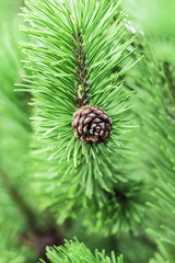 Spruce branch with cone in autumn