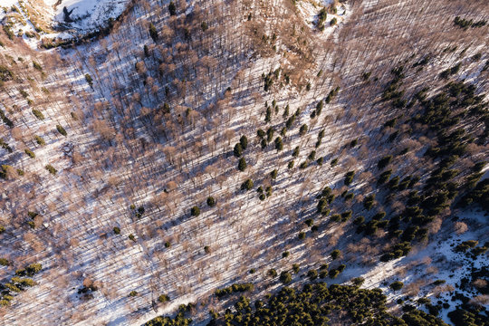aerial  view of the  winter forest