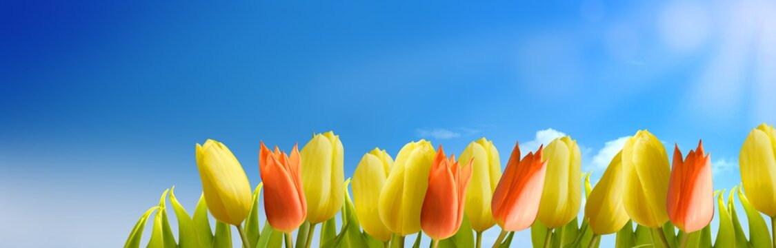 Fr&uuml;hling und Sommer Hintergrund