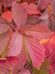 Red leaves of wild grapes in the trees in the park