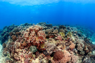 Naklejka na ściany i meble Sunrays over a shallow water, tropical coral reef