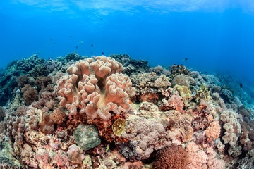 Naklejka na ściany i meble Hard and soft corals on a tropical coral reef