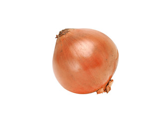 one onion closeup