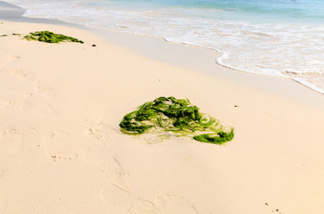 Seaweed on a tropical beach