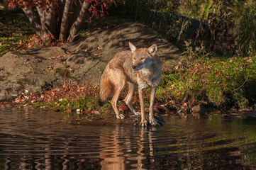 Coyote (Canis latrans) Looks Out Intently