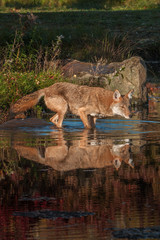 Fototapeta premium Coyote (Canis latrans) in the Water