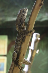 lizard 