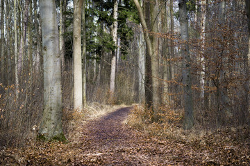 Waldweg im Februar