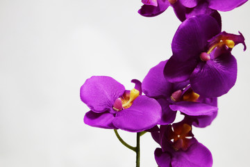 Fototapeta na wymiar purple flower 2