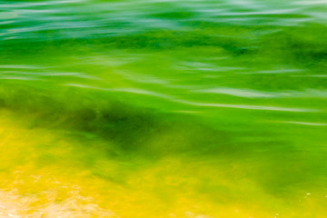 A vivid green algal bloom on a tropical beach