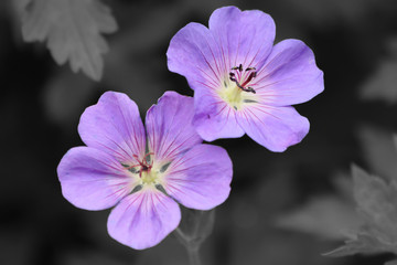Purple flowers pop