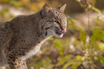 Naklejka premium Bobcat (Lynx rufus) Licks Nose