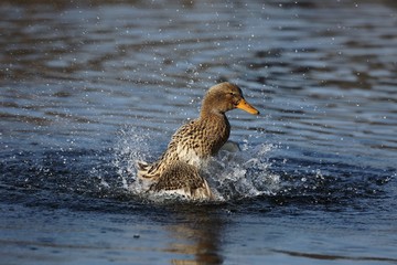 Duck splashing in the water.