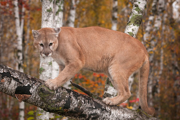 Adult Male Cougar (Puma concolor) Preps to Jump Off Branch