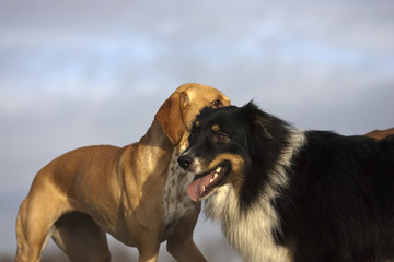 australian shepherd and magyar Vizsla