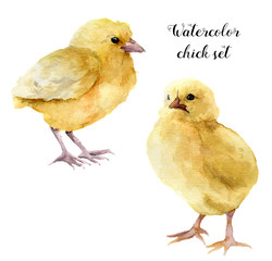 Watercolor chick set. Hand painted young chucken isolated on white background. Cute baby bird illustration for design. © yuliya_derbisheva