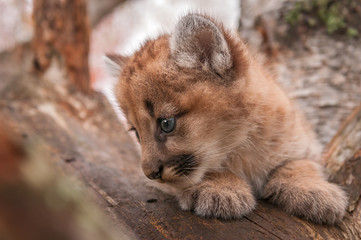 Female Cougar Kitten (Puma concolor) Closeup Profile