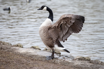 Kanadagans, Branta canadensis