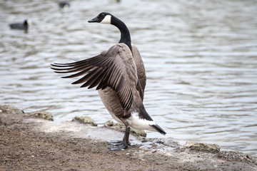 Kanadagans, Branta canadensis