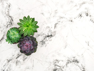 Succulent marble background floral flat lay