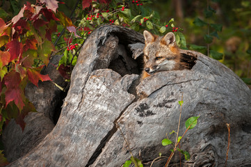 Grey Fox (Urocyon cinereoargenteus) Head Out of Log Looking Left