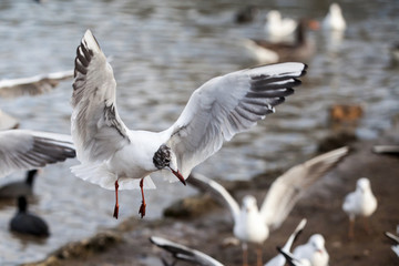 Möwe, Möwen, Vögel, fliegend