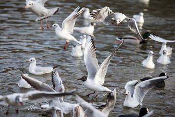 Möwe, Möwen, Vögel, fliegend