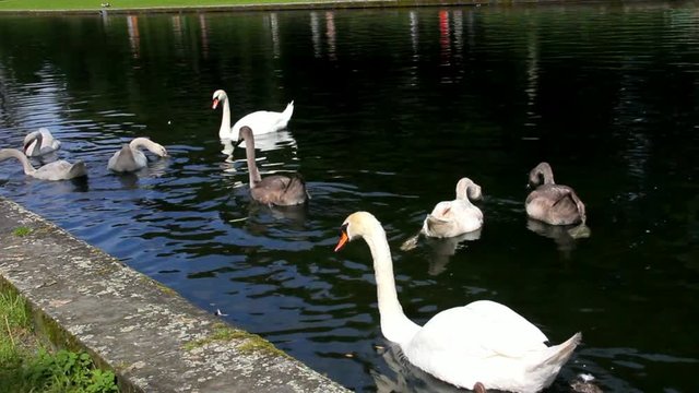 Swans in Pond