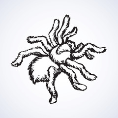Vector sketch. Spider