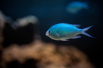 Fototapeta premium Grünes Schwalbenschwänzchen, Chromis viridis