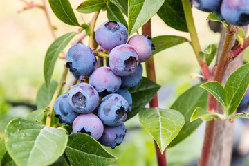 detail of ripening blueberries on blueberry bush © Patrik Stedrak