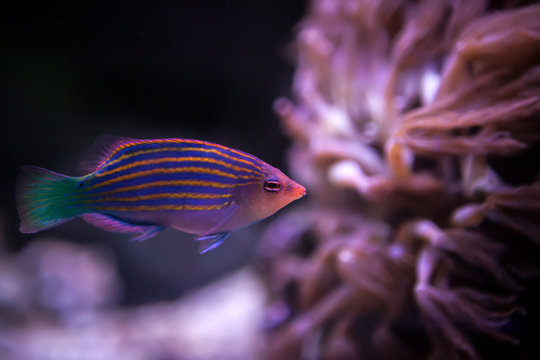 Sechsstreifen-Lippfisch, Pseudocheilinus hexataenia
