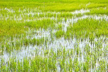 Marshy green meadow flooded.
In the summer on boggy meadow.