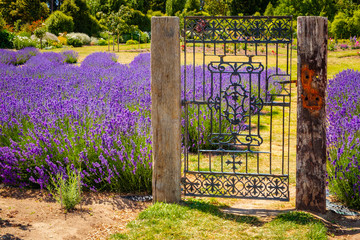 Garden with colorful lavender field and rustic vintage gate