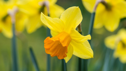 Fototapeta premium Springtime Groupies