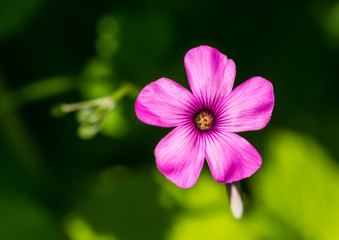 Oxalis